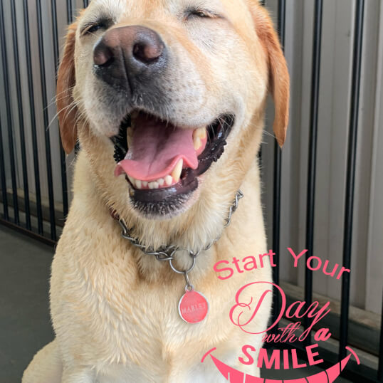 Jason Harris Dog Training Port Macquarie