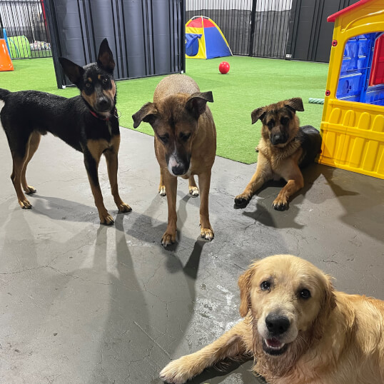 Jason Harris Dog Training Port Macquarie