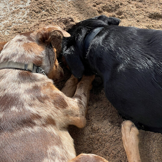 Jason Harris Dog Training Port Macquarie