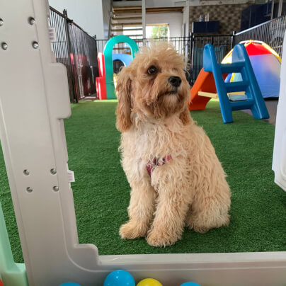 Jason Harris Dog Training Port Macquarie