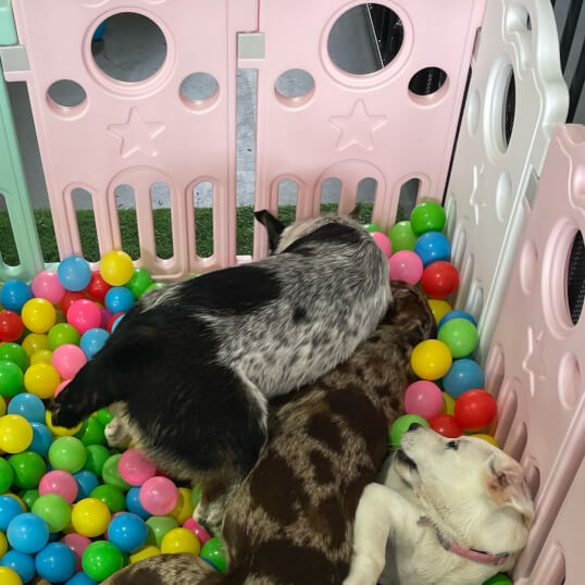 Jason Harris Dog Training Port Macquarie
