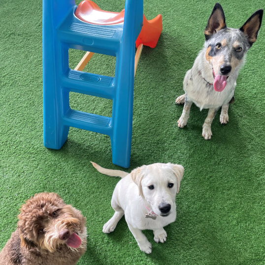 Jason Harris Dog Training Port Macquarie