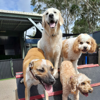Jason Harris Dog Training Port Macquarie