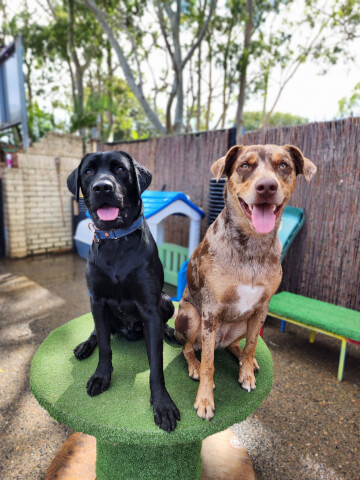 Jason Harris Dog Training Port Macquarie