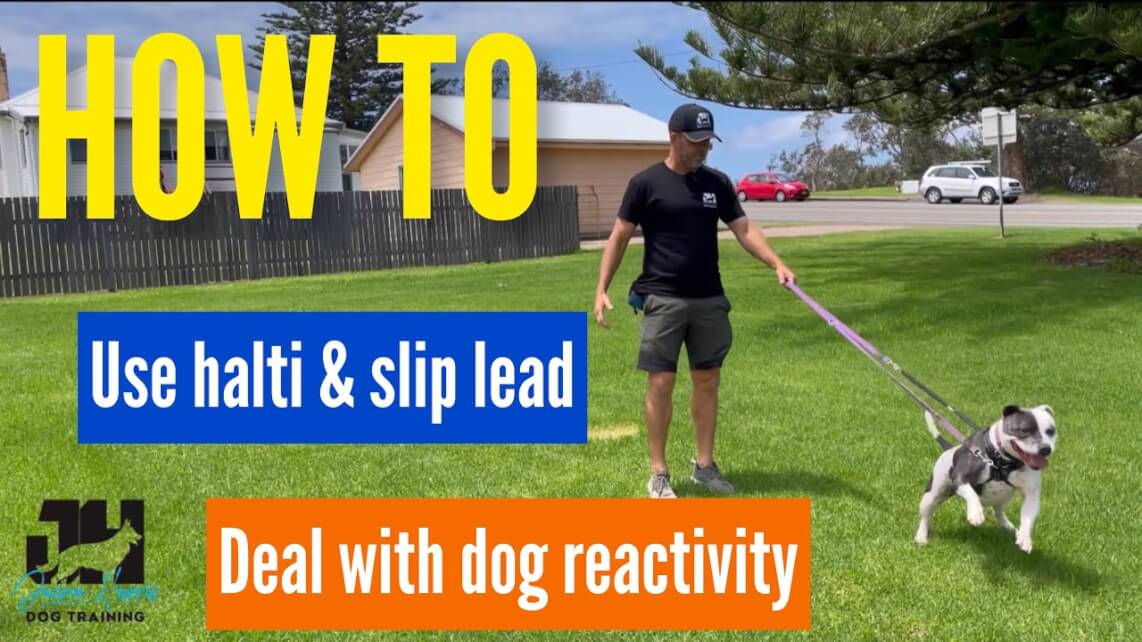Jason Harris Dog Training Port Macquarie