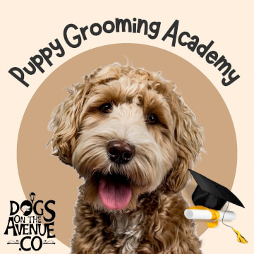 Jason Harris Dog Training Port Macquarie