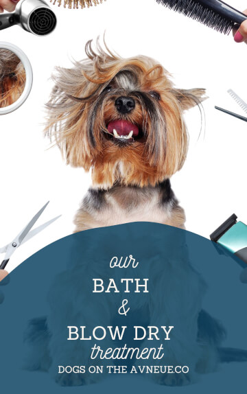 Jason Harris Dog Training Port Macquarie