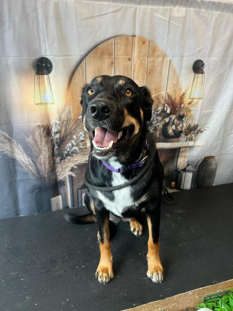 Jason Harris Dog Training Port Macquarie