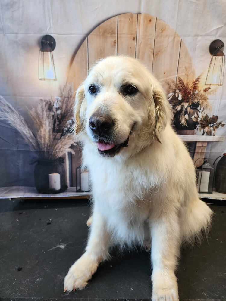 Jason Harris Dog Training Port Macquarie