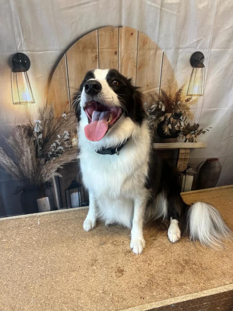 Jason Harris Dog Training Port Macquarie