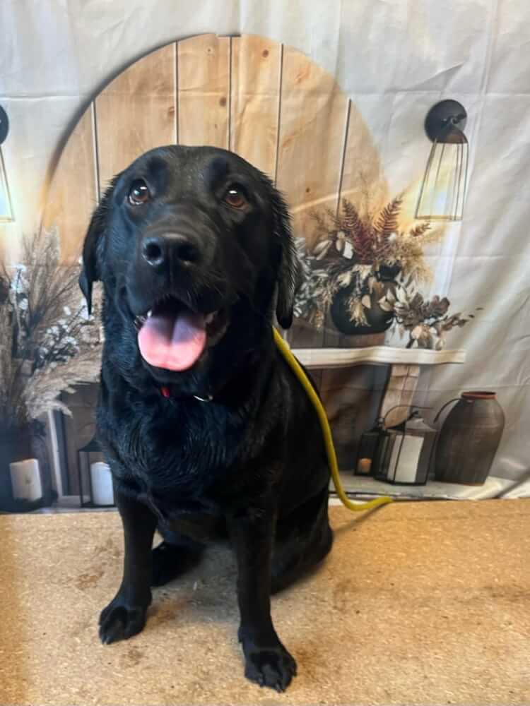 Jason Harris Dog Training Port Macquarie