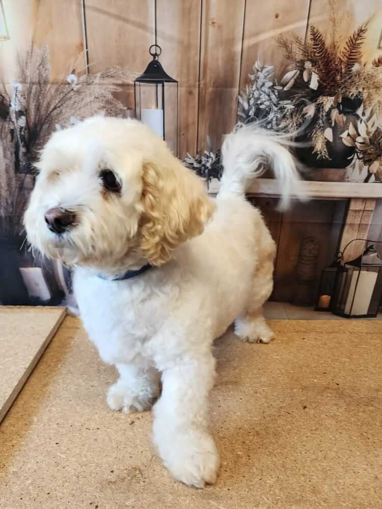 Jason Harris Dog Training Port Macquarie