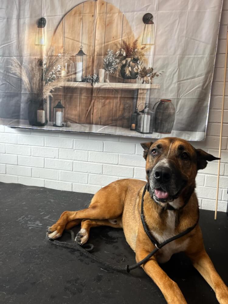 Jason Harris Dog Training Port Macquarie