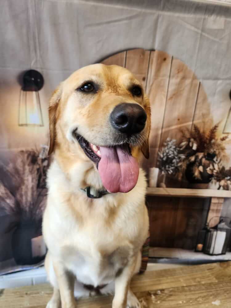 Jason Harris Dog Training Port Macquarie