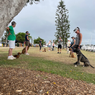 Jason Harris Dog Training Port Macquarie