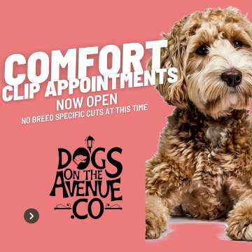 Jason Harris Dog Training Port Macquarie
