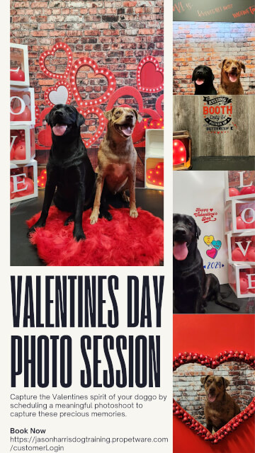 Jason Harris Dog Training Port Macquarie