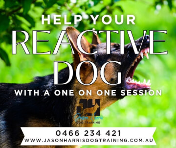 Jason Harris Dog Training Port Macquarie