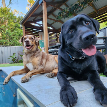 Jason Harris Dog Training Port Macquarie