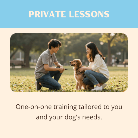 Jason Harris Dog Training Port Macquarie