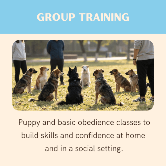 Jason Harris Dog Training Port Macquarie
